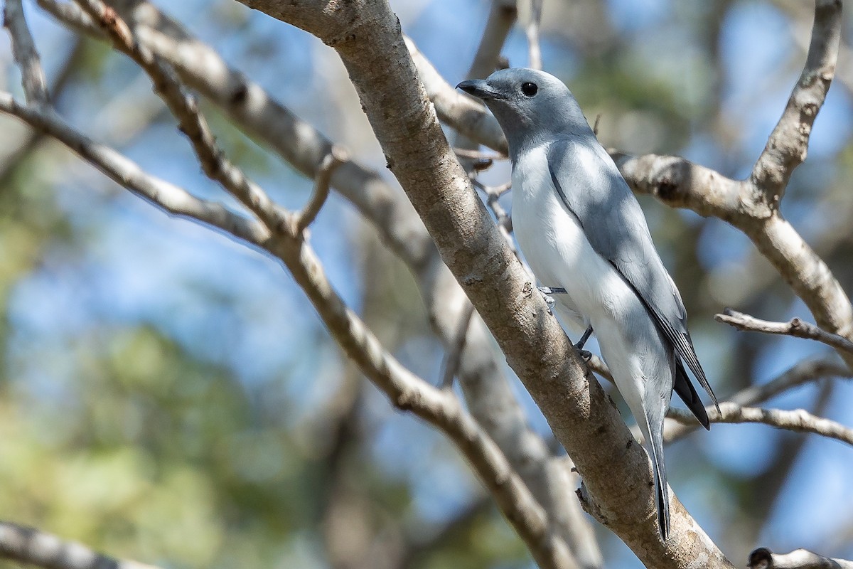 White-breasted Cuckooshrike - ML611424761