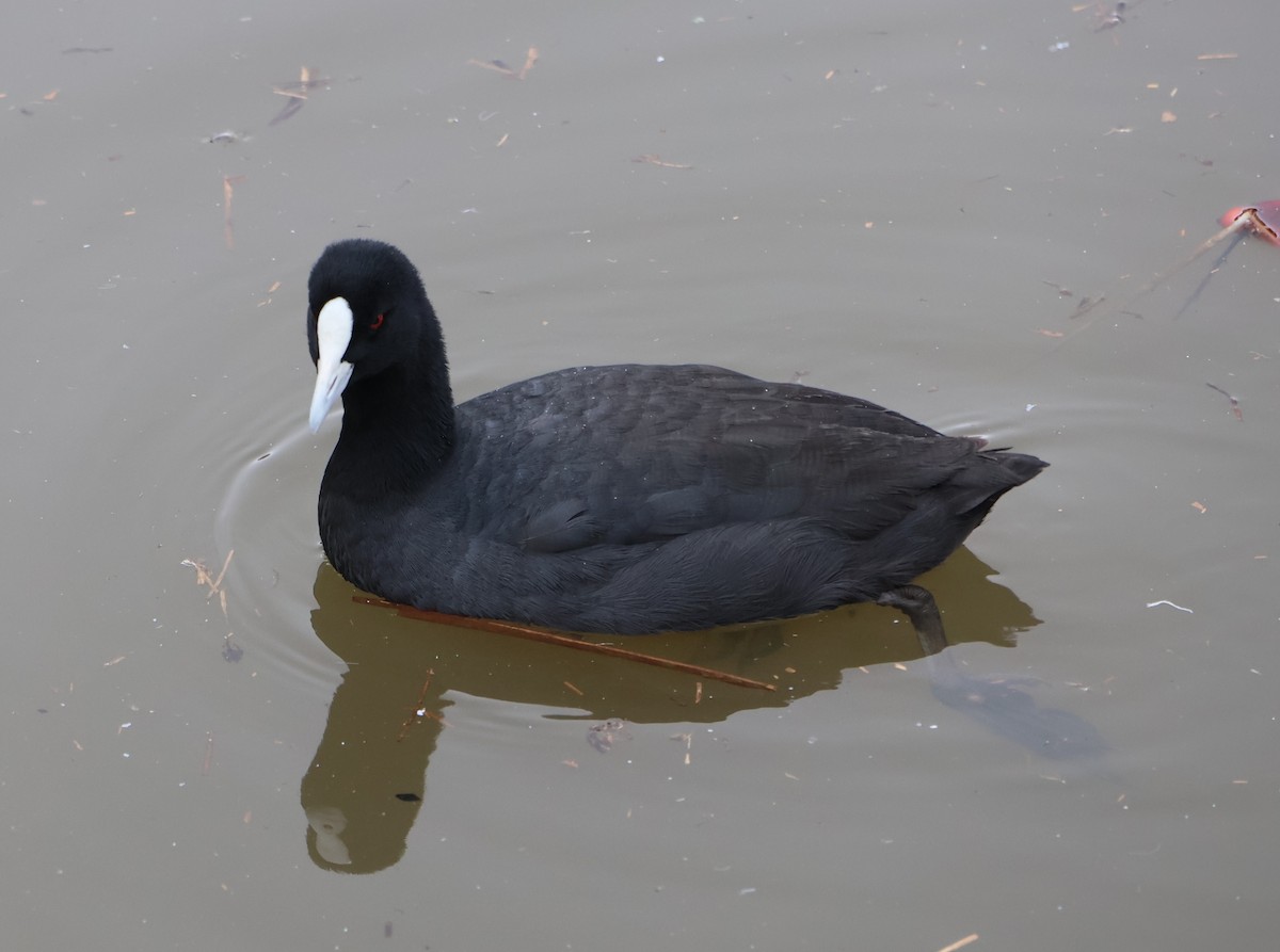 Eurasian Coot - Alison Cavanagh