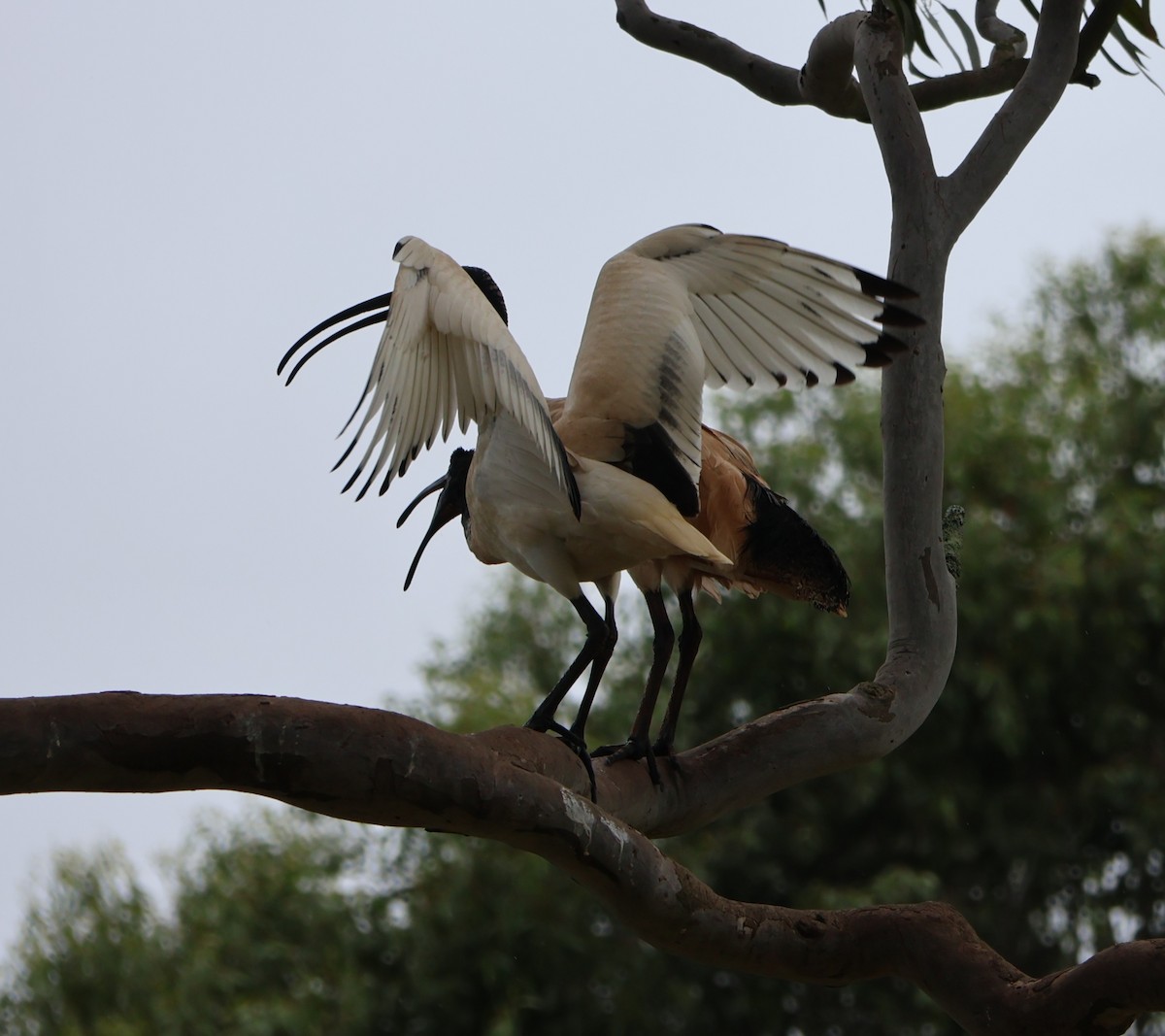 ibis australský - ML611424900
