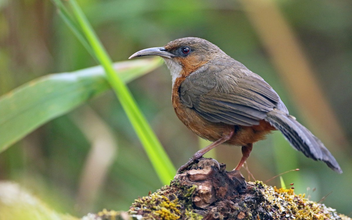 Rusty-cheeked Scimitar-Babbler - ML61142491