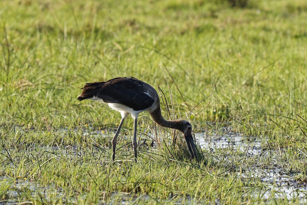 Saddle-billed Stork - ML611424914