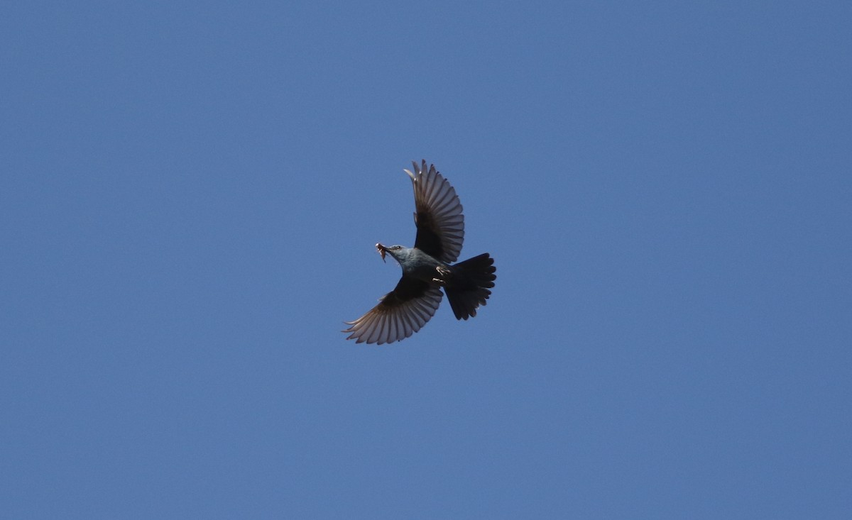 Blue Rock-Thrush - ML611425011