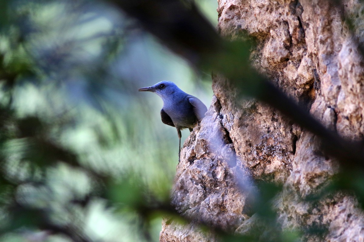 Blue Rock-Thrush - ML611425012