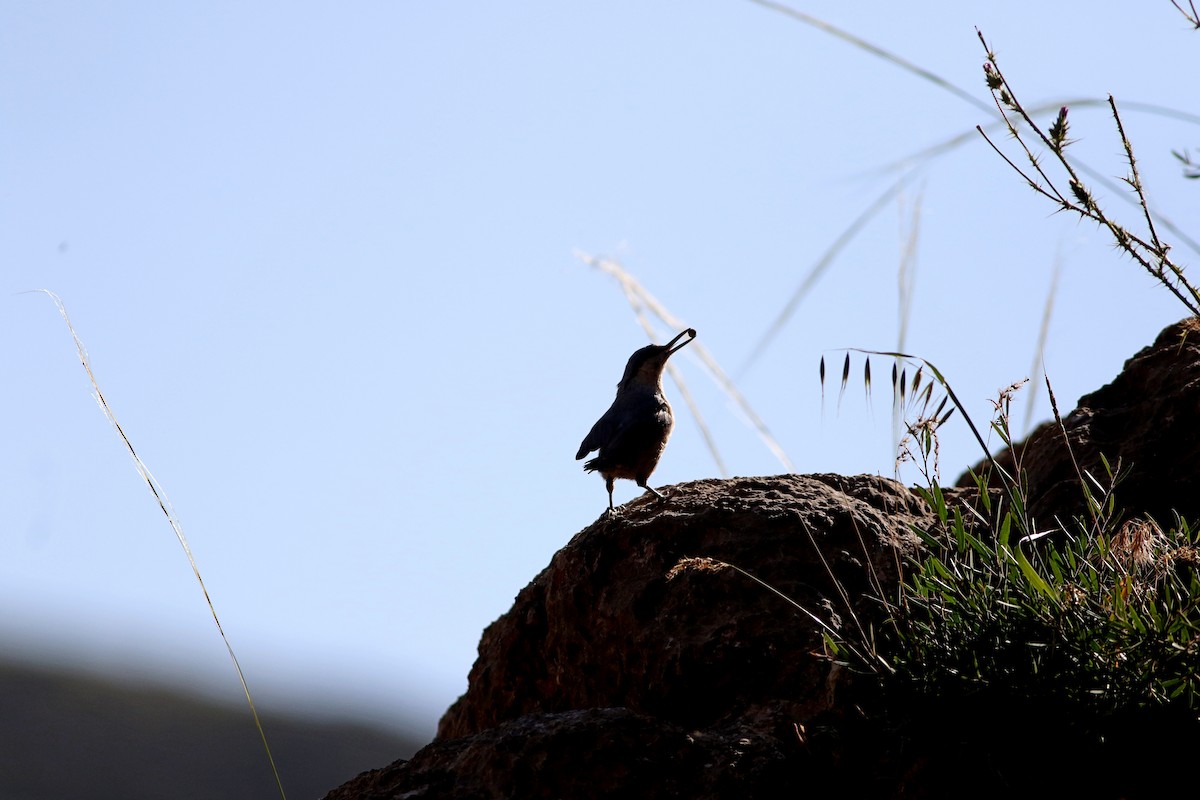 Eastern Rock Nuthatch - ML611425015