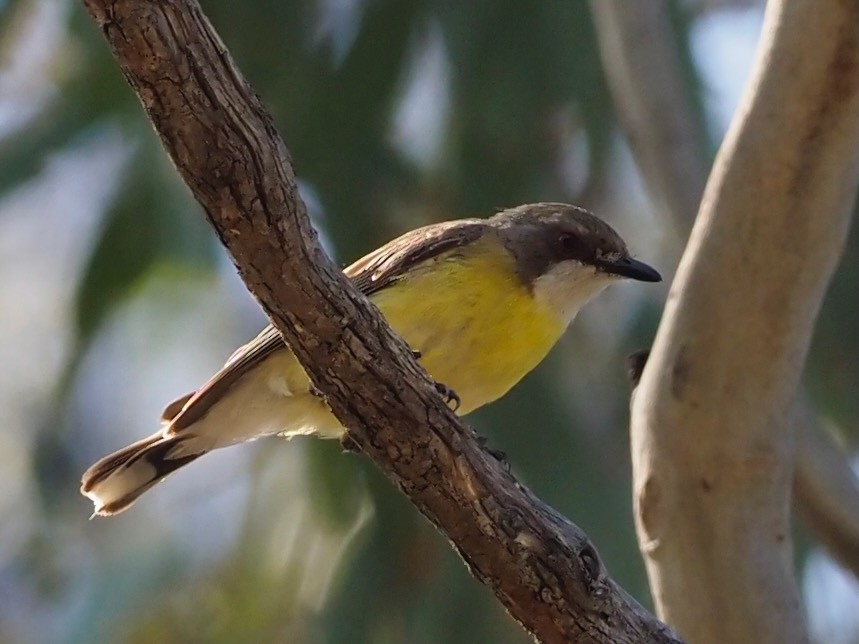 White-throated Gerygone - ML611425052