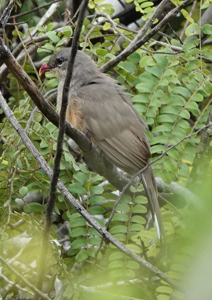 Sirkeer Malkoha - ML611425071