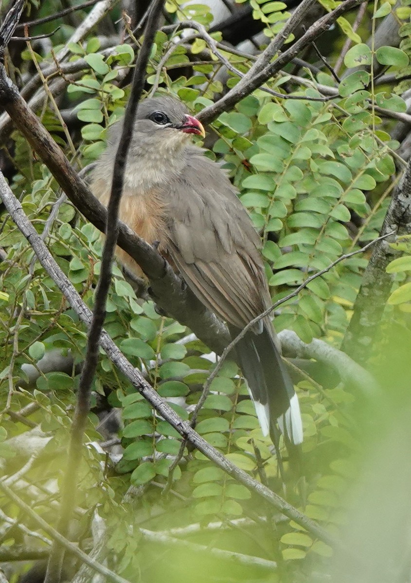 Sirkeer Malkoha - ML611425313