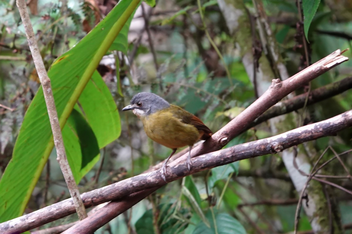 Green-backed Robin - ML611425316