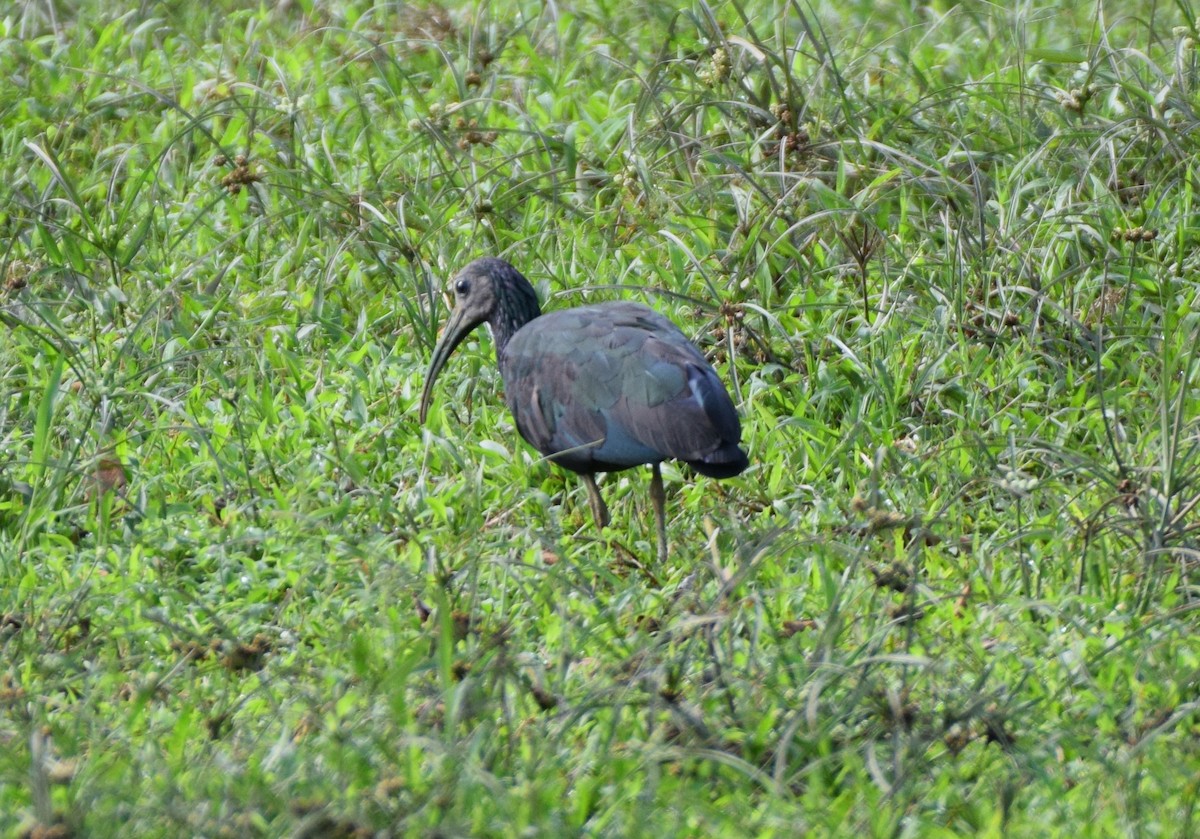 Green Ibis - ML611425353