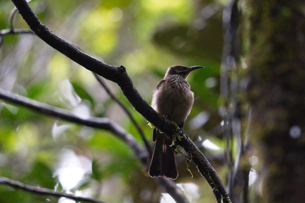 New Caledonian Friarbird - Nathan Hood