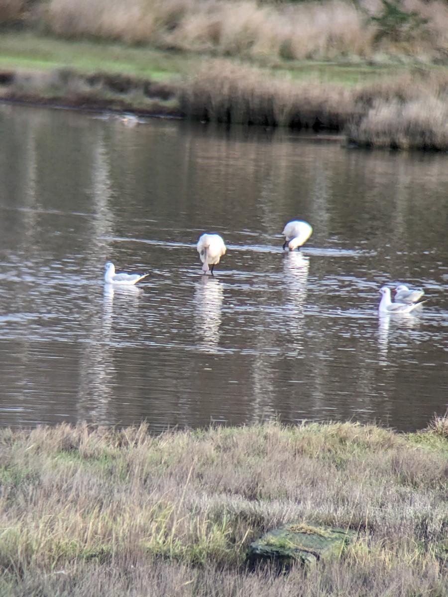 Eurasian Spoonbill - ML611425482