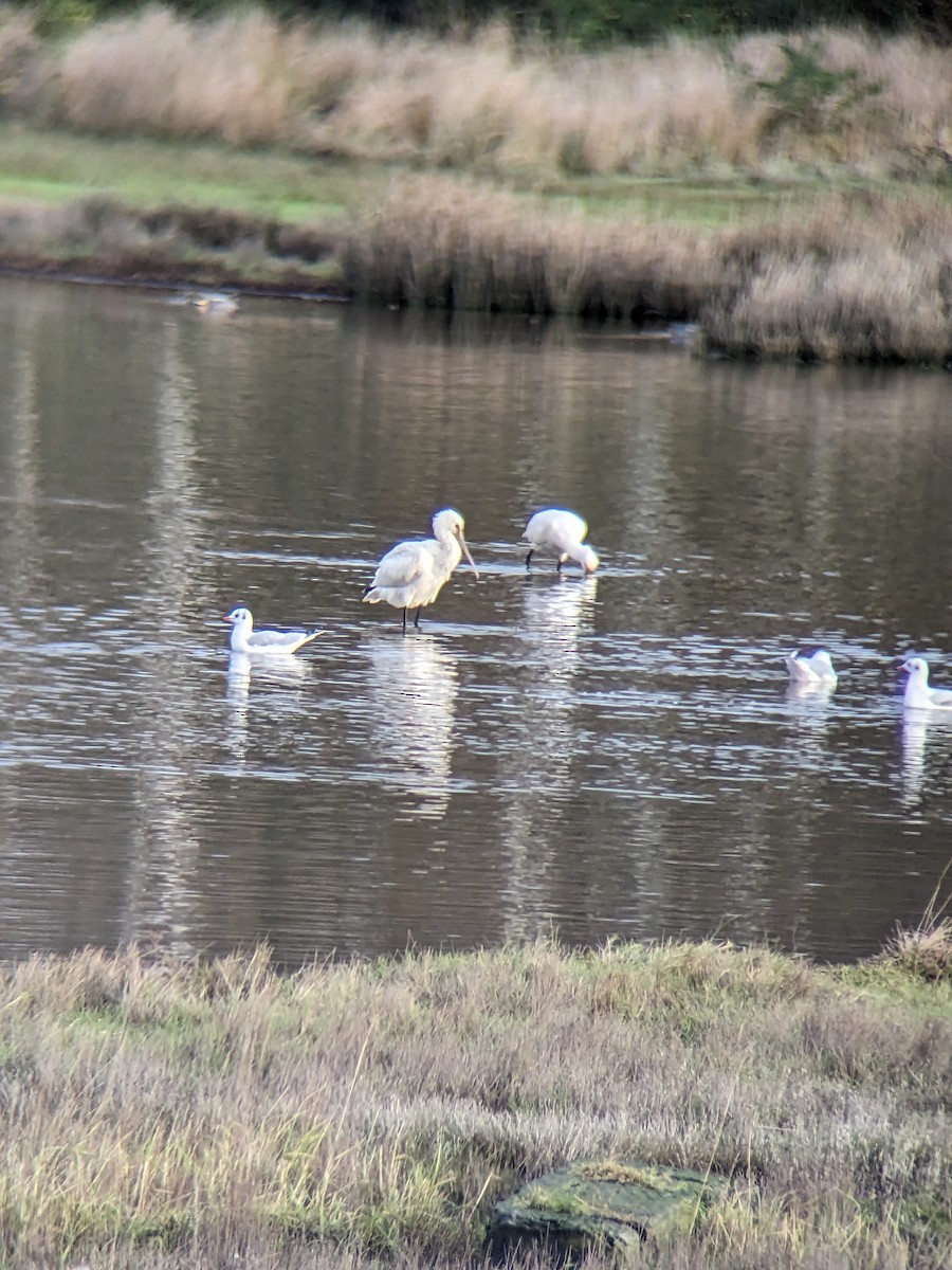 Eurasian Spoonbill - ML611425483