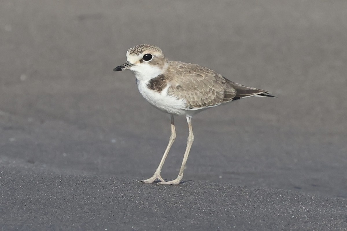 Collared Plover - ML611425516