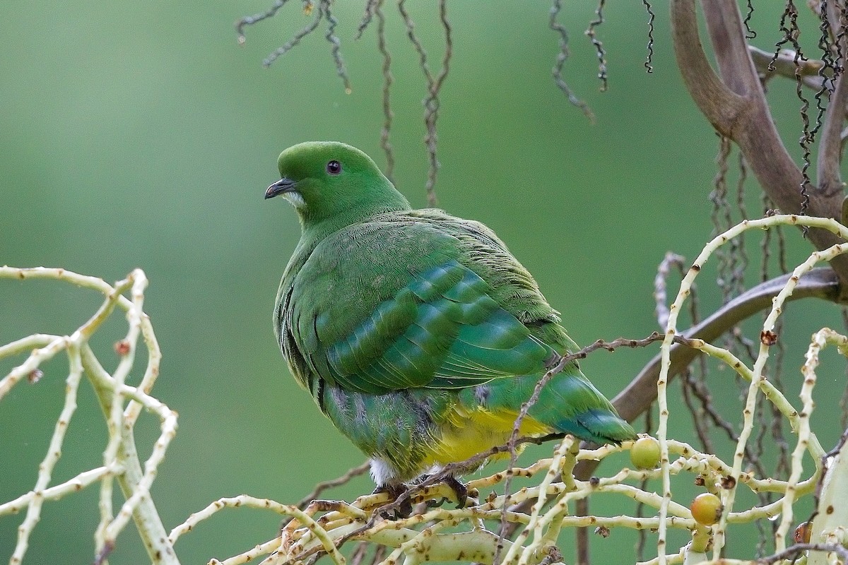 Cloven-feathered Dove - ML611425519