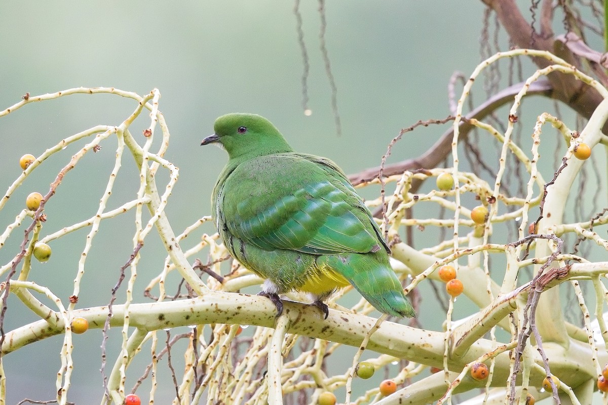 Cloven-feathered Dove - ML611425520