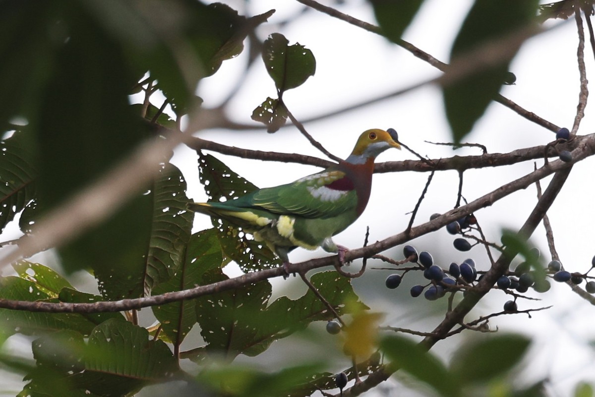 Ornate Fruit-Dove - Charles Davies