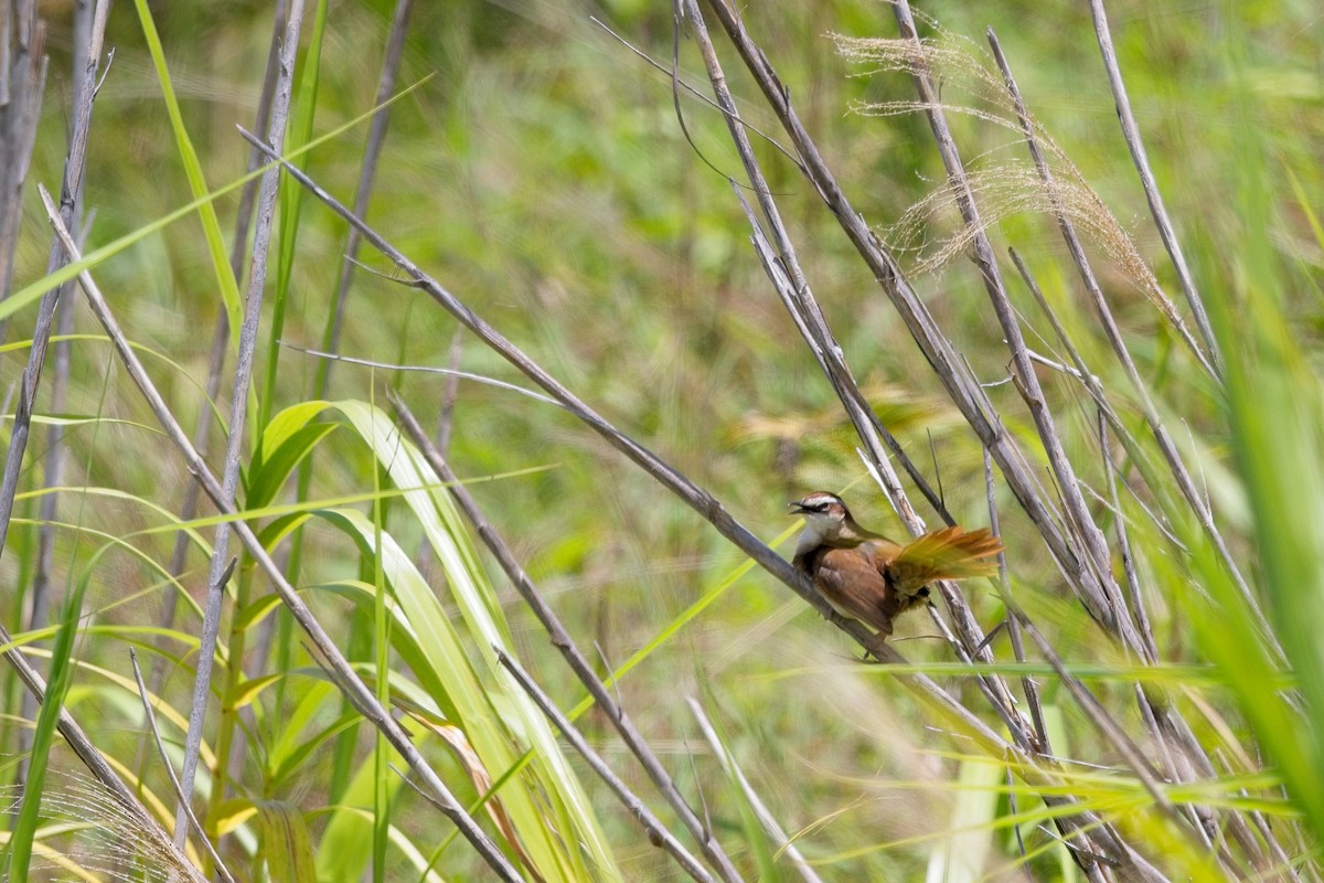 New Caledonian Grassbird - Nathan Hood