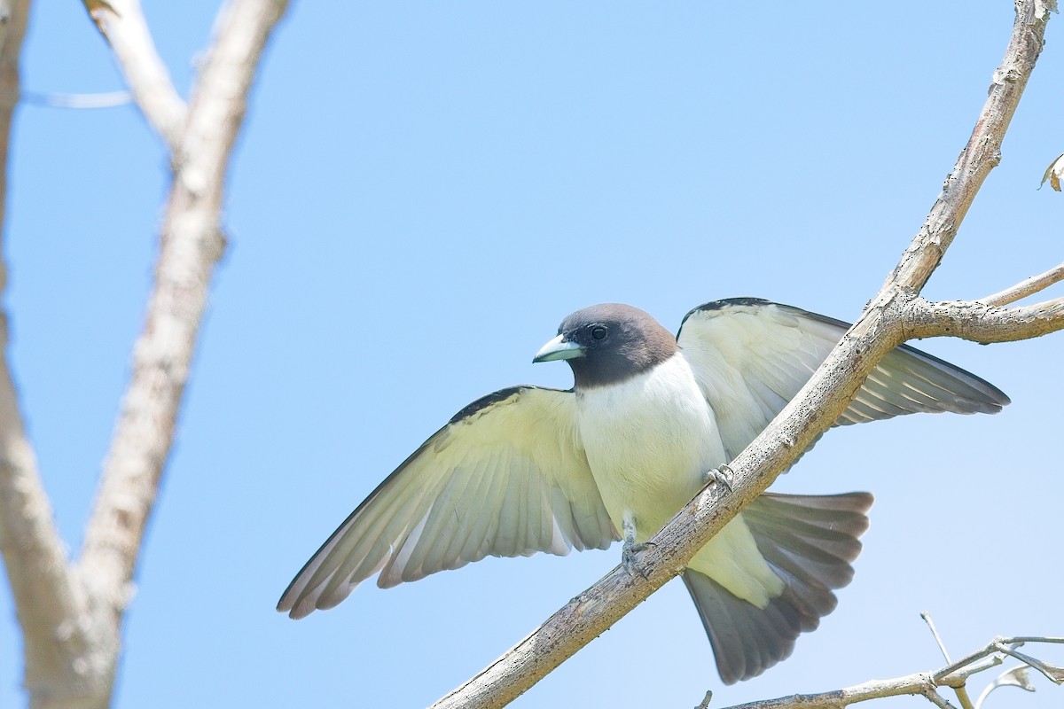 White-breasted Woodswallow - Nathan Hood