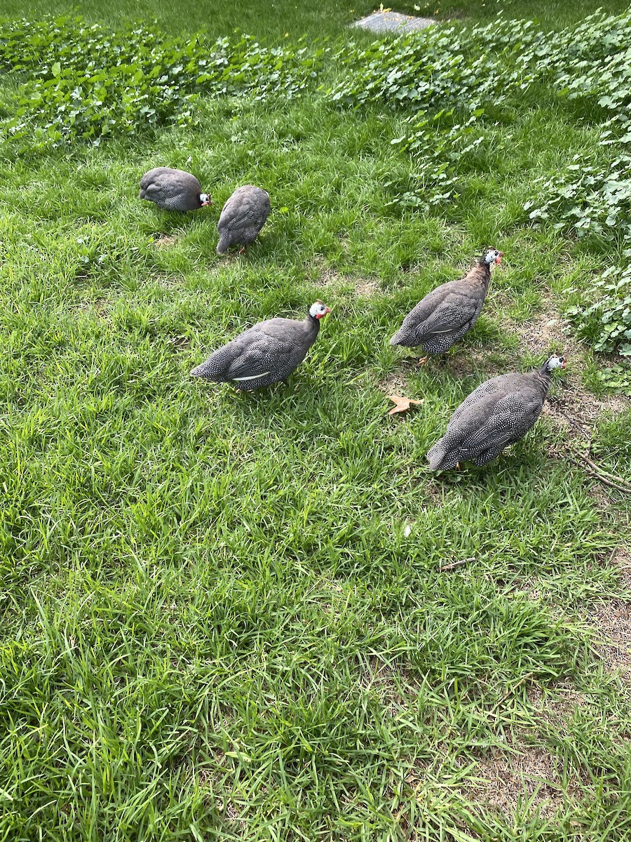 Helmeted Guineafowl - ML611425591