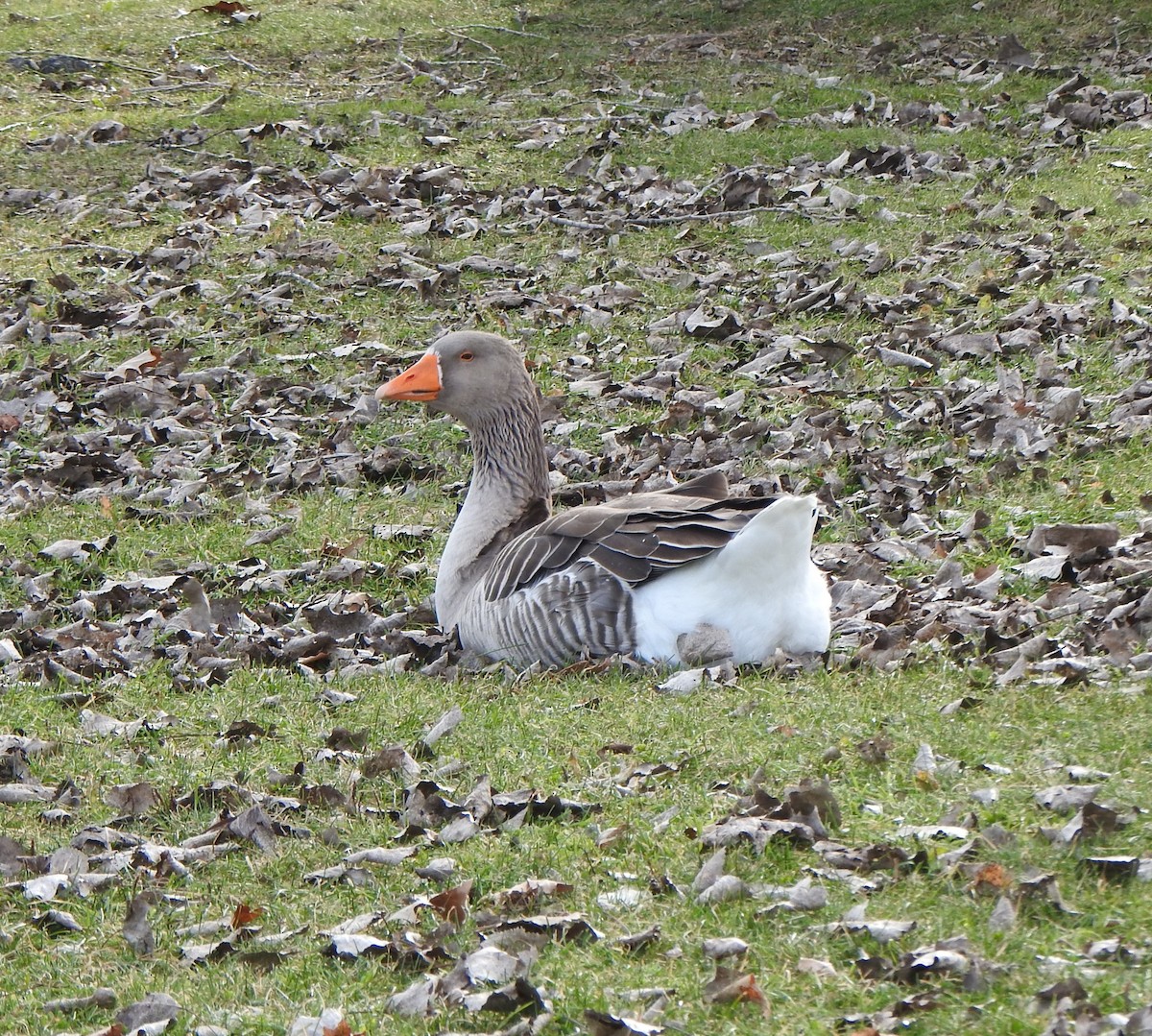 Graylag Goose (Domestic type) - ML611425644