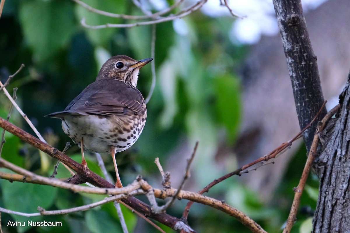 Song Thrush - ML611425675