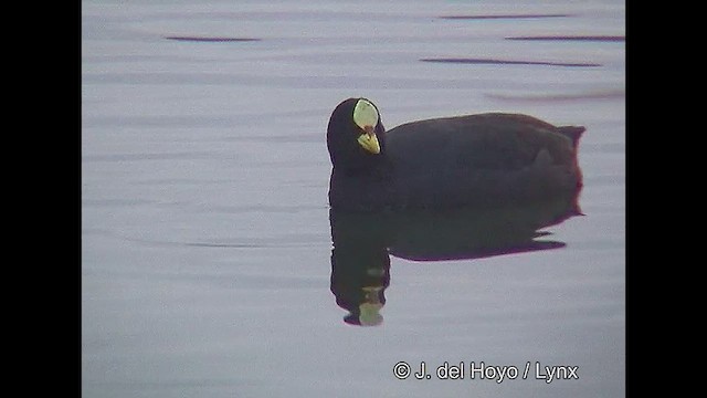 Red-gartered Coot - ML611425713