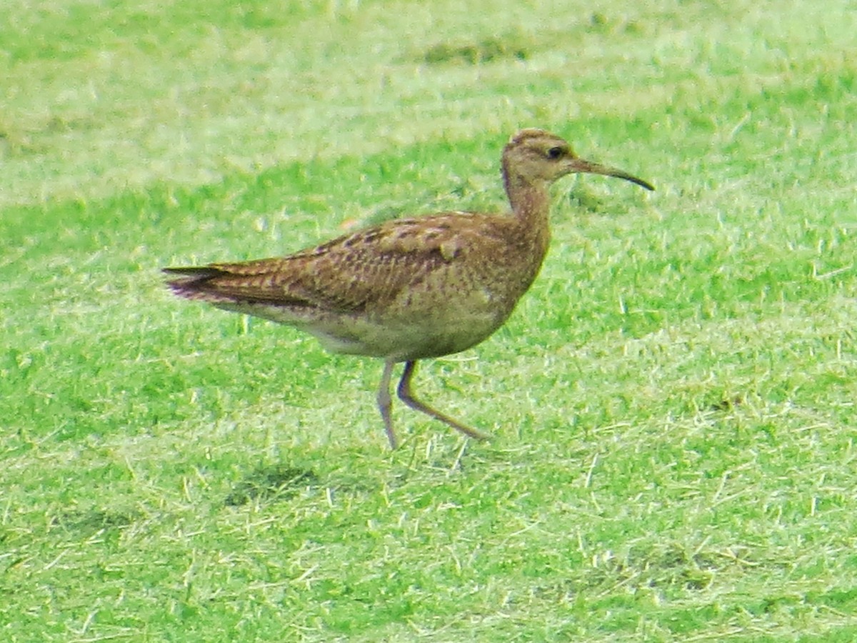 Little Curlew - ML611425822