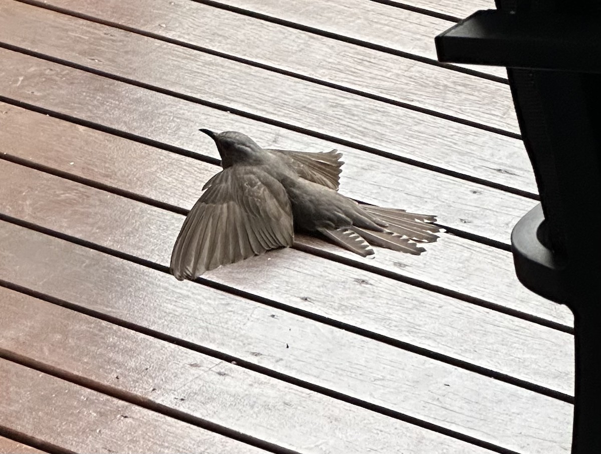 Fan-tailed Cuckoo - ML611425833