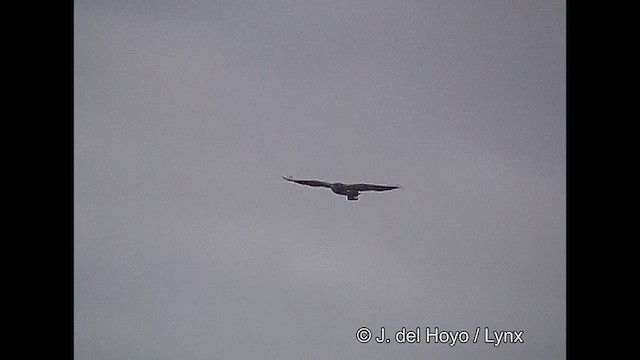 Black-chested Buzzard-Eagle - ML611425848