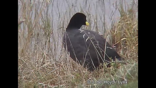 Foulque à jarretières - ML611425954