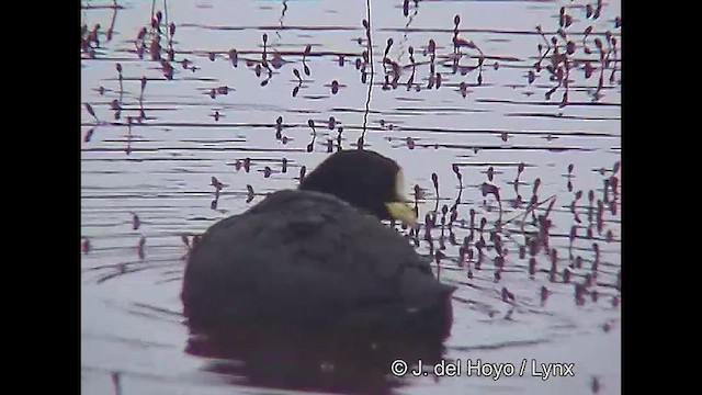 Red-gartered Coot - ML611425960