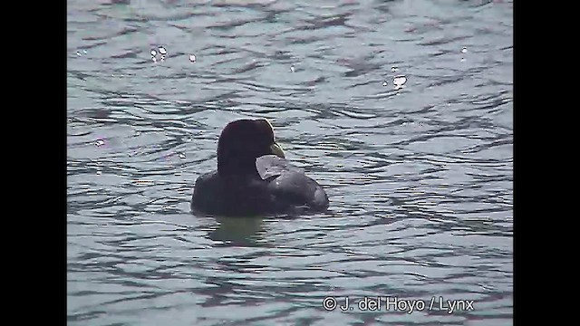 Red-gartered Coot - ML611425968