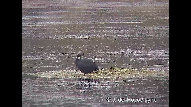 Foulque à jarretières - ML611425978