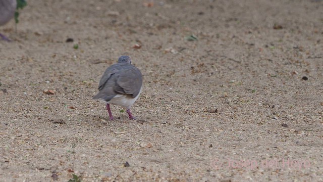 White-tipped Dove (White-tipped) - ML611425979