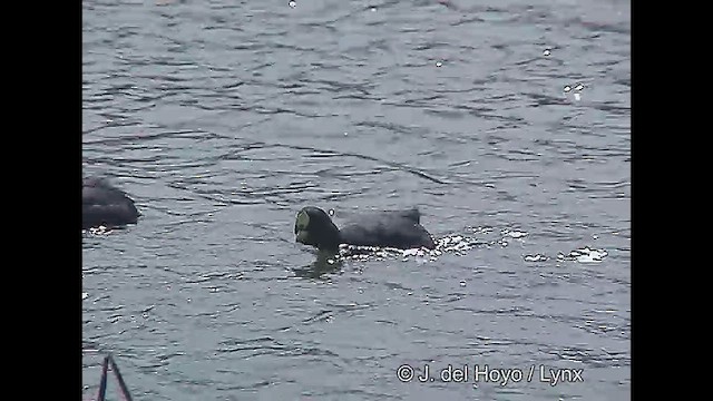 Red-gartered Coot - ML611425994