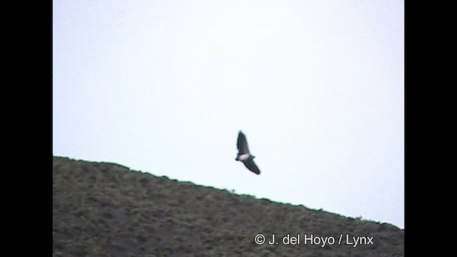 Black-chested Buzzard-Eagle - ML611426023