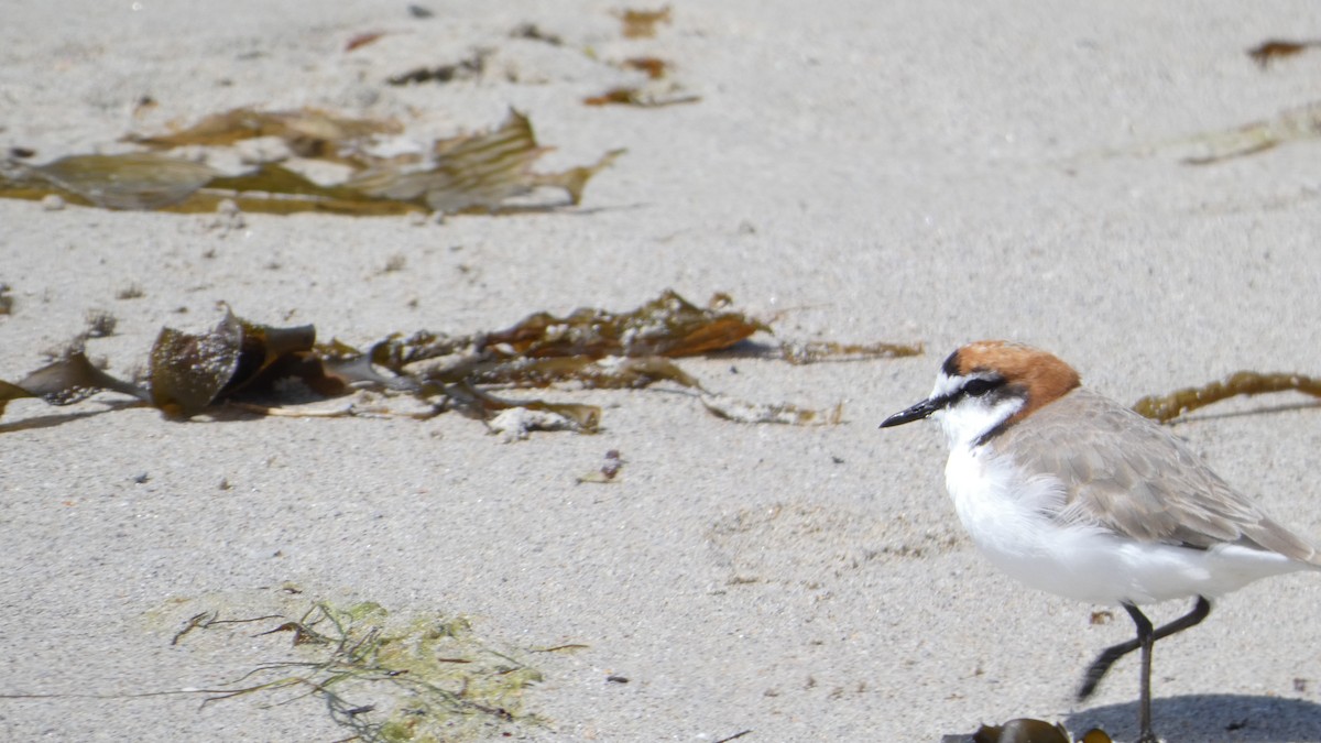 Red-capped Plover - ML611426127
