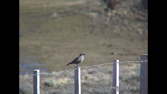 Pépoaza à ventre bai - ML611426191