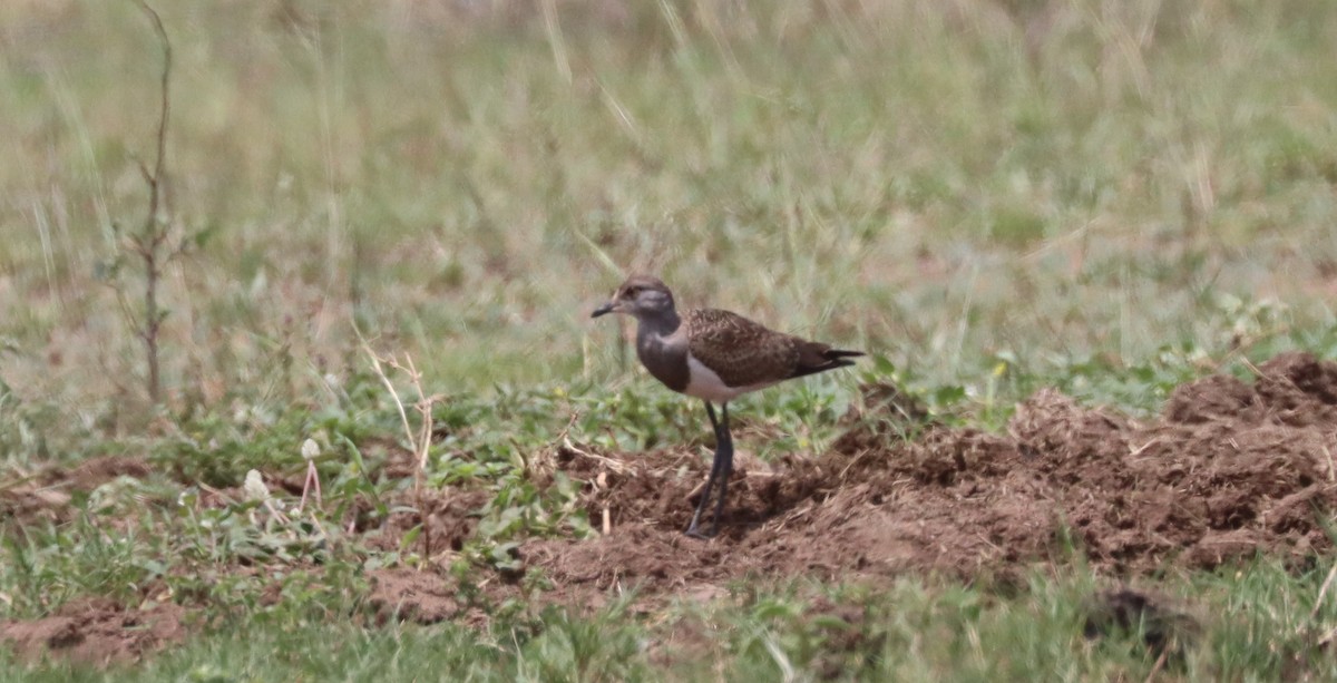 Senegal Lapwing - ML611426200