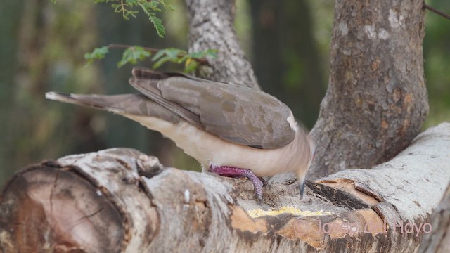 White-tipped Dove (White-tipped) - ML611426215