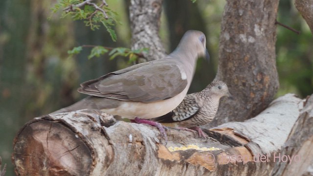 White-tipped Dove (White-tipped) - ML611426282