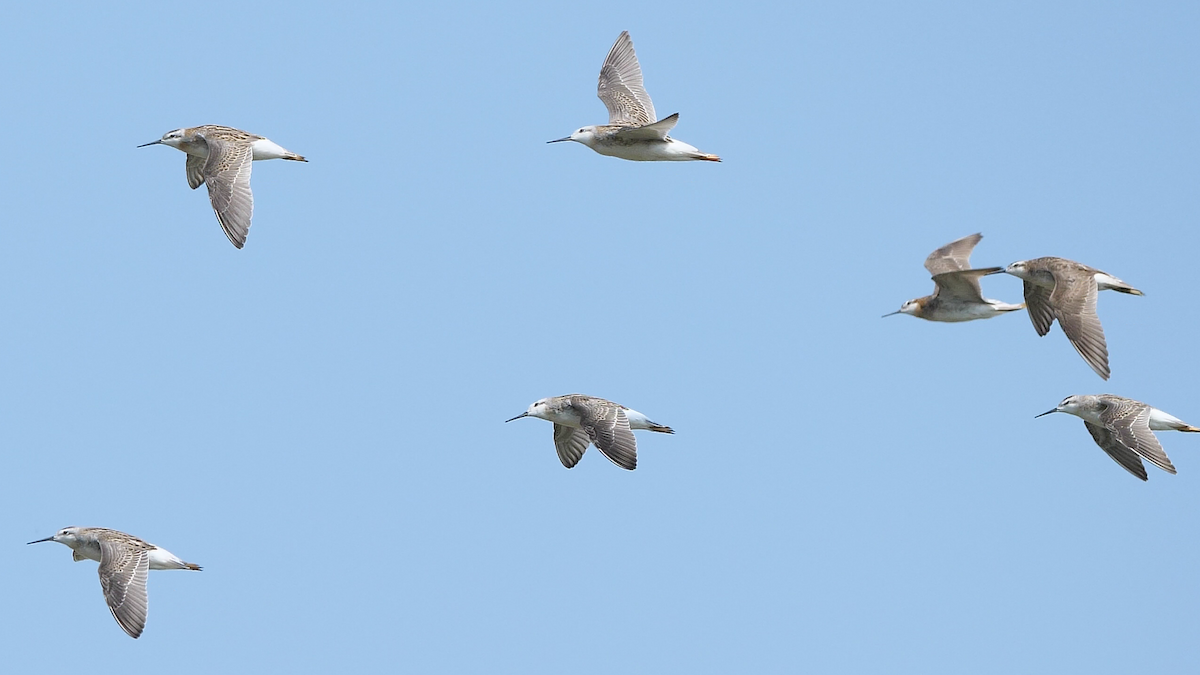 Wilson's Phalarope - Chris Chappell