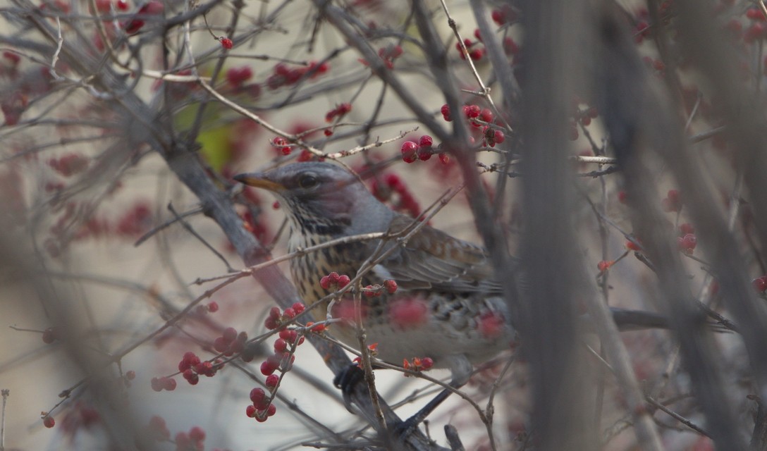 Fieldfare - ML611426341
