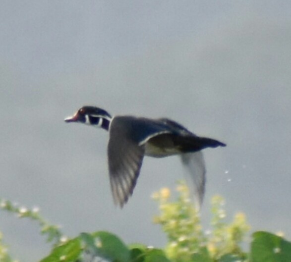 Wood Duck - Aliuska Rojas