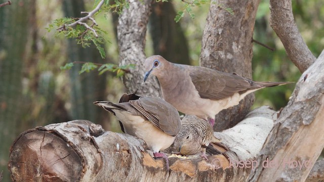 White-tipped Dove (White-tipped) - ML611426362