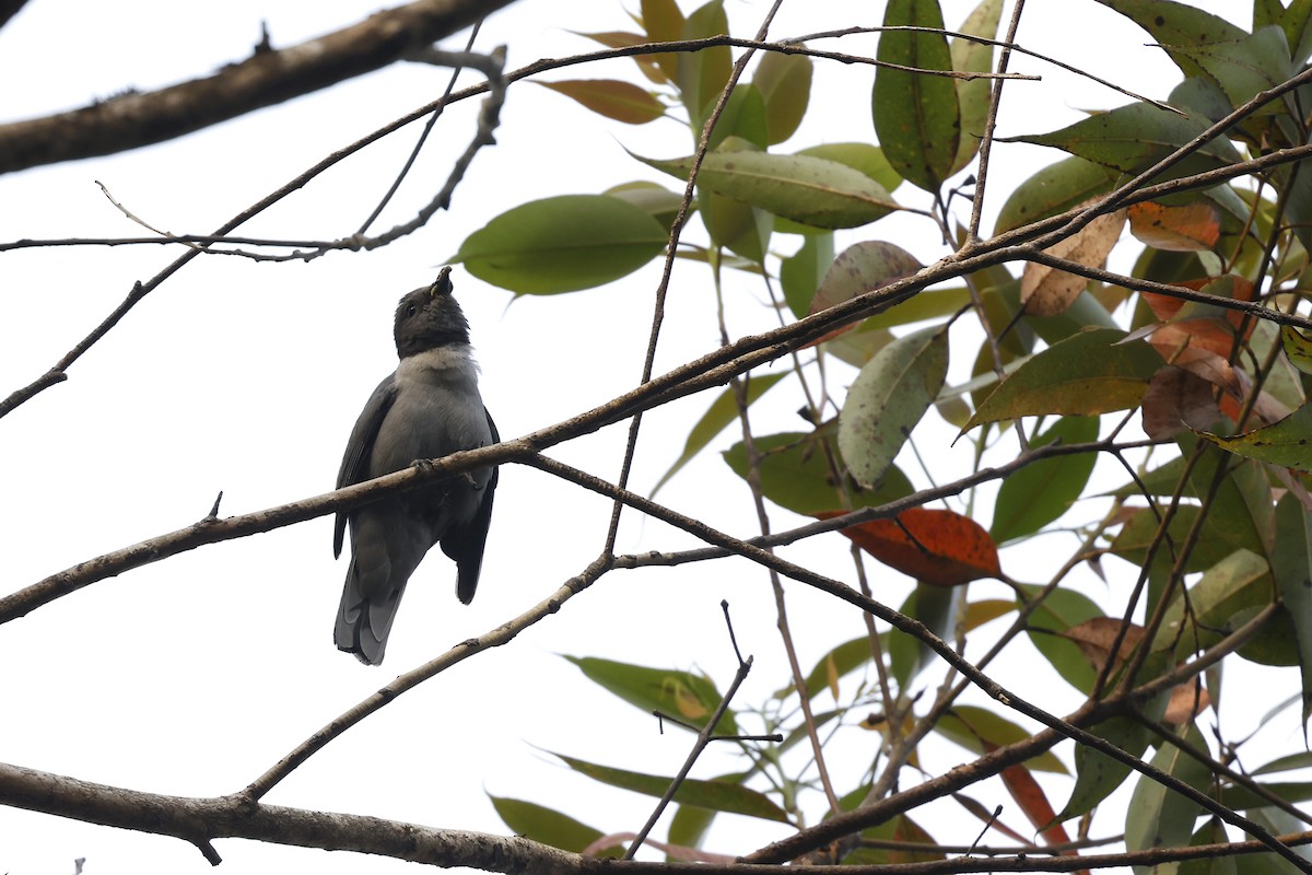 Madagascar Cuckooshrike - ML611426528