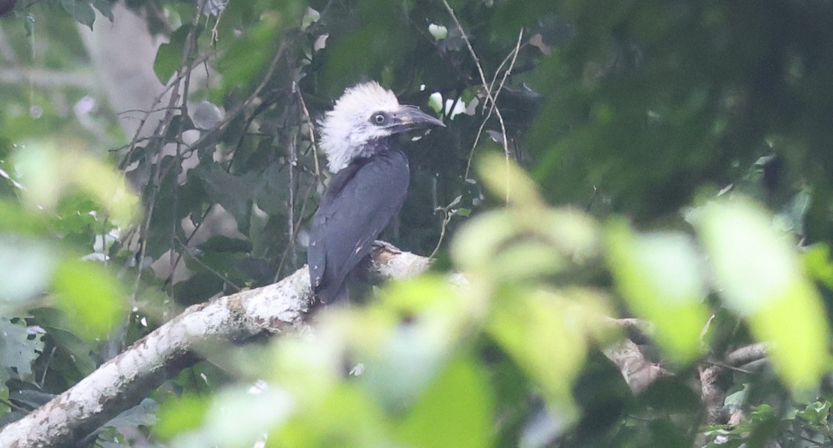 Western Long-tailed Hornbill - ML611426591