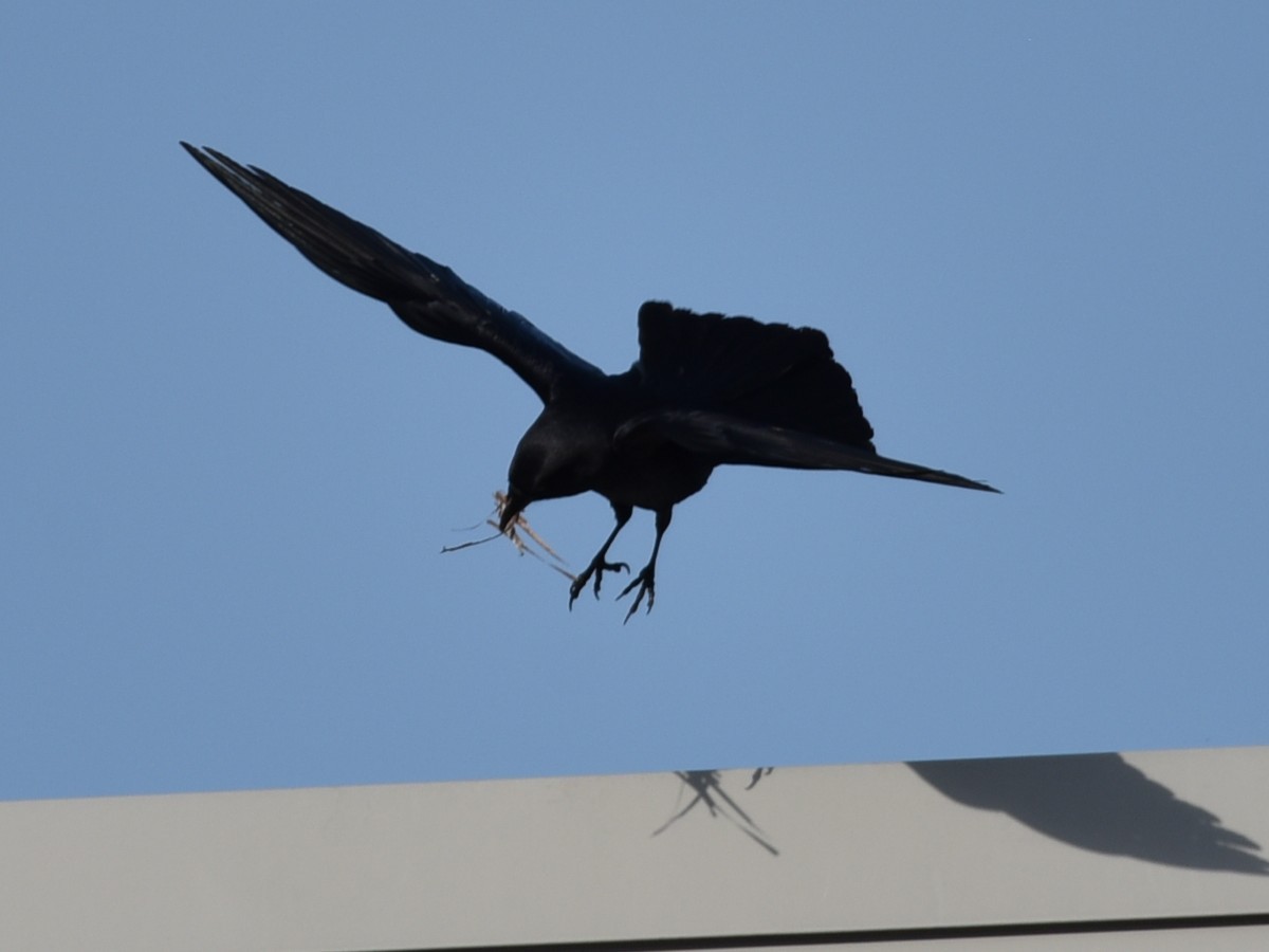 Fish Crow - ML611426639