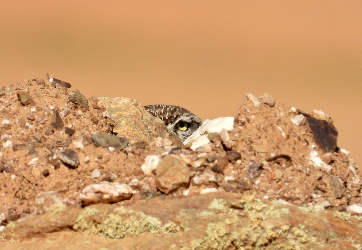 Little Owl - Martine Parent