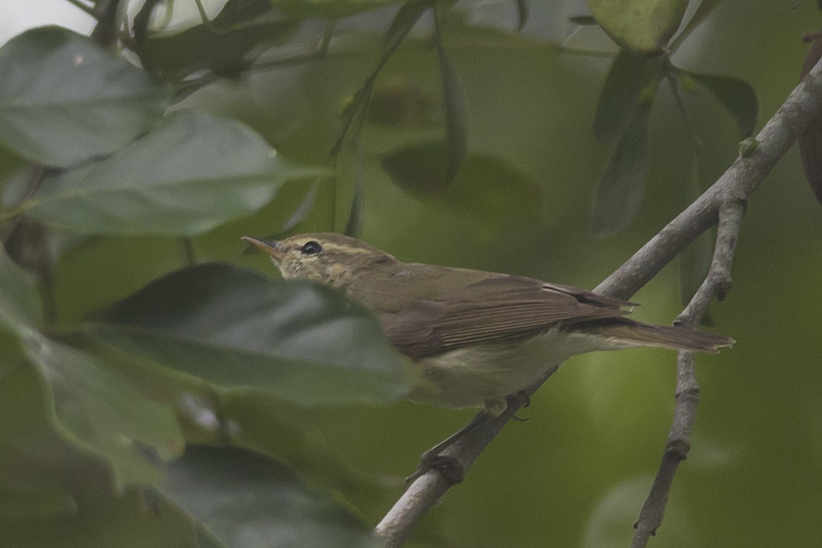 Greenish Warbler - ML611426754